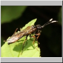 Tenthredo sp - Blattwespe 04a 12mm.jpg